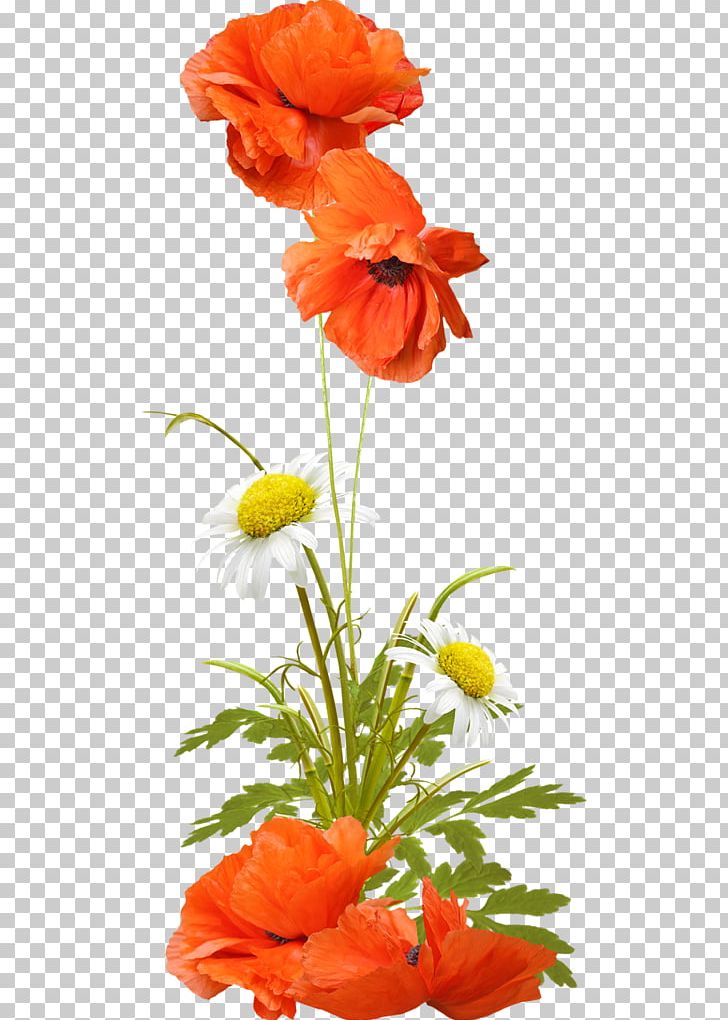 Animaatio Daytime Morning PNG, Clipart, Ansichtkaart, Coquelicot, Flower, Flower Arranging, Internet Forum Free PNG Download