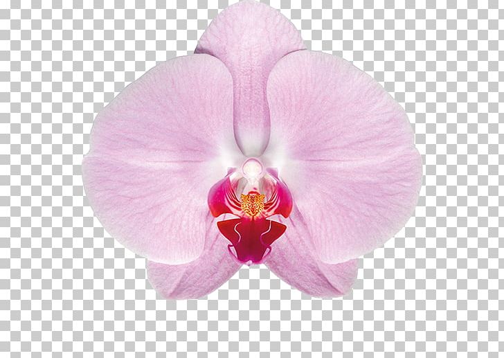 Moth Orchids Vanda Tricolor Plant Cattleya Orchids PNG, Clipart, Cattleya Orchids, Color, Cultivo, Dame Blanche, Felice Shop Free PNG Download