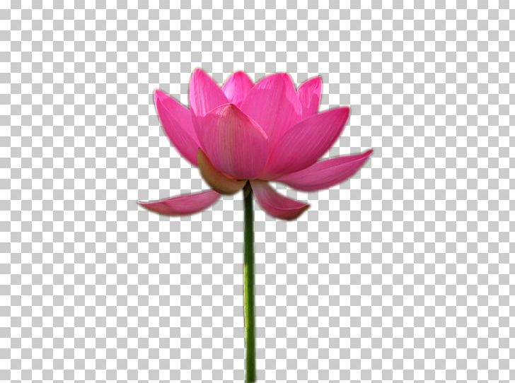 Pink M MTN Group Plant Stem RTV Pink Lotus-m PNG, Clipart, Aquatic Plant, Flora, Flower, Flowering Plant, Flowers Free PNG Download