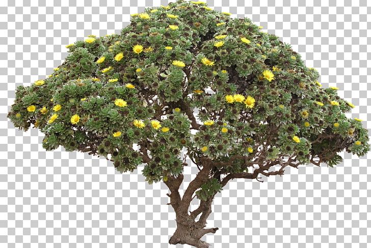 Tree File Formats PNG, Clipart, 2d Computer Graphics, 3d Computer Graphics, Branch, Bush, Clip Art Free PNG Download