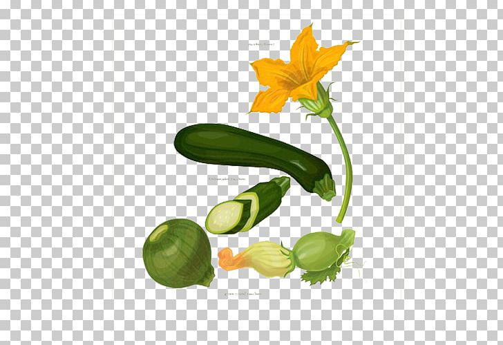 Zucchini Vegetable Pumpkin Botany PNG, Clipart, Background Green, Botanical Illustration, Botany, Citrus, Computer Wallpaper Free PNG Download