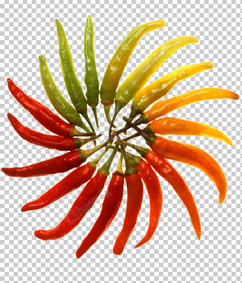Plant Flower Chili Pepper Peperoncini Nightshade Family PNG, Clipart, Chili Pepper, Flower, Gazania, Nightshade Family, Peperoncini Free PNG Download