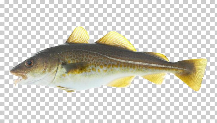 Atlantic Cod Stockfish Alaska Pollock Salmon PNG, Clipart, Alaska Pollock, Atlantic Cod, Barramundi, Bass, Bony Fish Free PNG Download