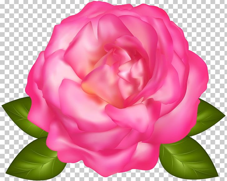 Garden Roses Centifolia Roses PNG, Clipart, Annual Plant, Camellia, Camellia Sasanqua, Centifolia Roses, China Rose Free PNG Download