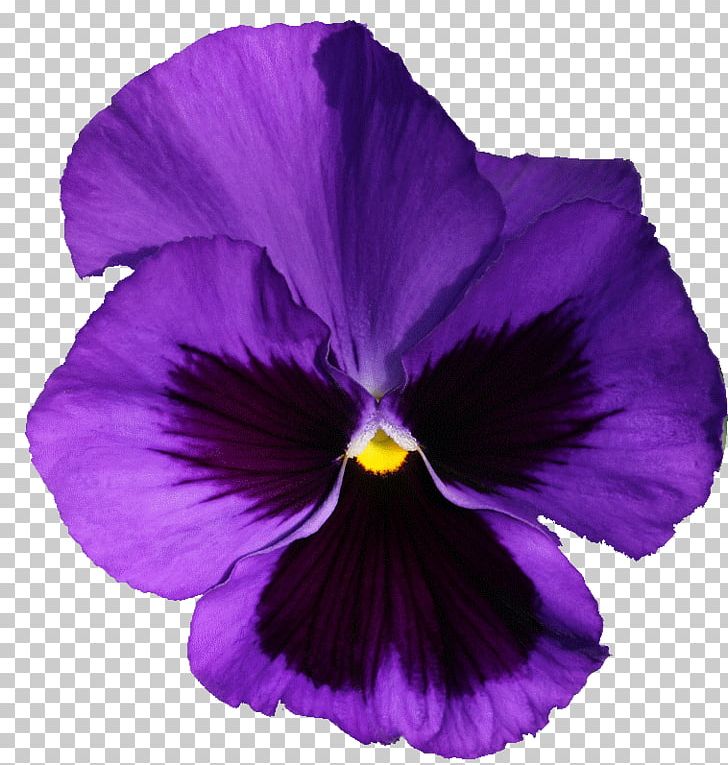 Violet Pansy Purple Flowering Plant Lilac PNG, Clipart, Family, Flower, Flowering Plant, Iris, Lavender Free PNG Download