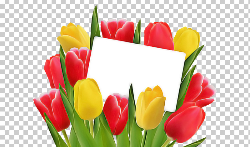 Flower Bouquet PNG, Clipart, Biology, Cut Flowers, Floristry, Flower, Flower Bouquet Free PNG Download