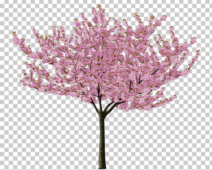 Cherry Blossom Tree Flower PNG, Clipart, Almond, Blossom, Branch, Cherry, Cherry Blossom Free PNG Download