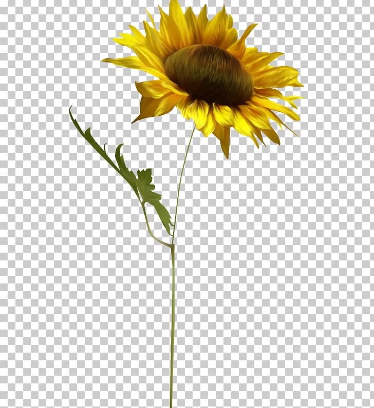 Common Sunflower PhotoScape PNG, Clipart, Blog, Common Daisy, Common Sunflower, Cut Flowers, Daisy Family Free PNG Download