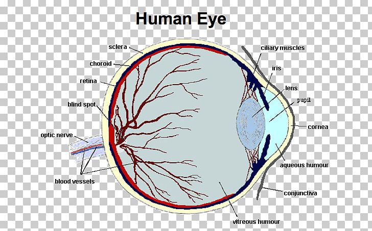 Human Eye Function Human Body Anatomy PNG, Clipart, Anatomy, Angle, Area, Cell, Choroid Free PNG Download