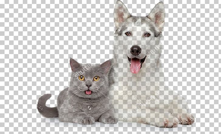 Dog–cat Relationship Cat Food Pet Sitting PNG, Clipart, Animals, Beyaz Zemin, Carnivoran, Cat, Cat And Dog Free PNG Download