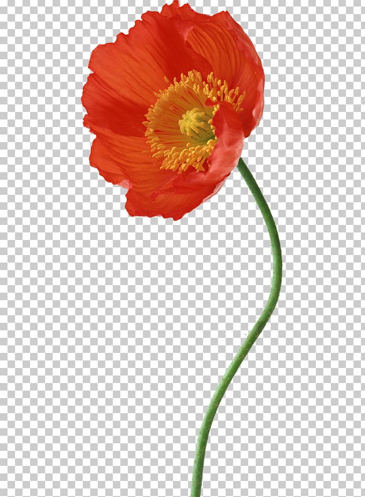 Poppy Photography Flower Composition PNG, Clipart, Art, Beeldaspect, Comp, Coquelicot, Flower Free PNG Download