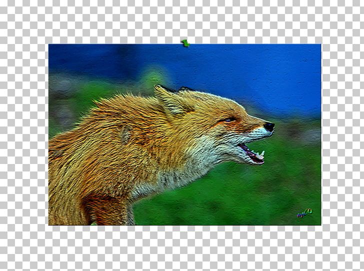 Red Fox Fauna Snout Wildlife Fox News PNG, Clipart, Carnivoran, Dog Like Mammal, Fauna, Fox, Fox News Free PNG Download