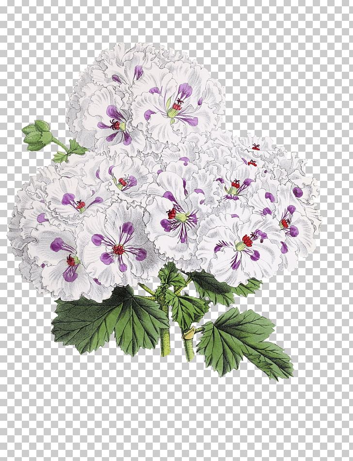 Flower PNG, Clipart, Annual Plant, Blossom, Cut Flowers, Drawing, Encapsulated Postscript Free PNG Download