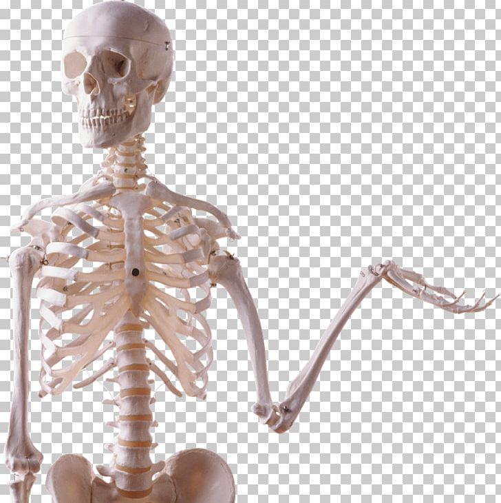 Human Skeleton Human Body Bone Skull PNG, Clipart, Anatomia, Bodies The Exhibition, Bone, Endoskeleton, Exoskeleton Free PNG Download