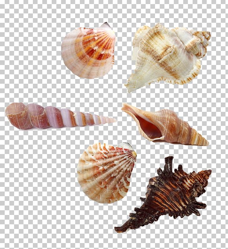 Seashell Stock Photography Sand Starfish Stock.xchng PNG, Clipart, Beach, Chatham Seaside Silhouette, Clams Oysters Mussels And Scallops, Cockle, Conch Free PNG Download