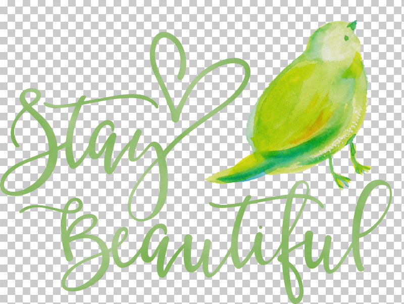 Feather PNG, Clipart, Beak, Birds, Familiar, Fashion, Feather Free PNG Download