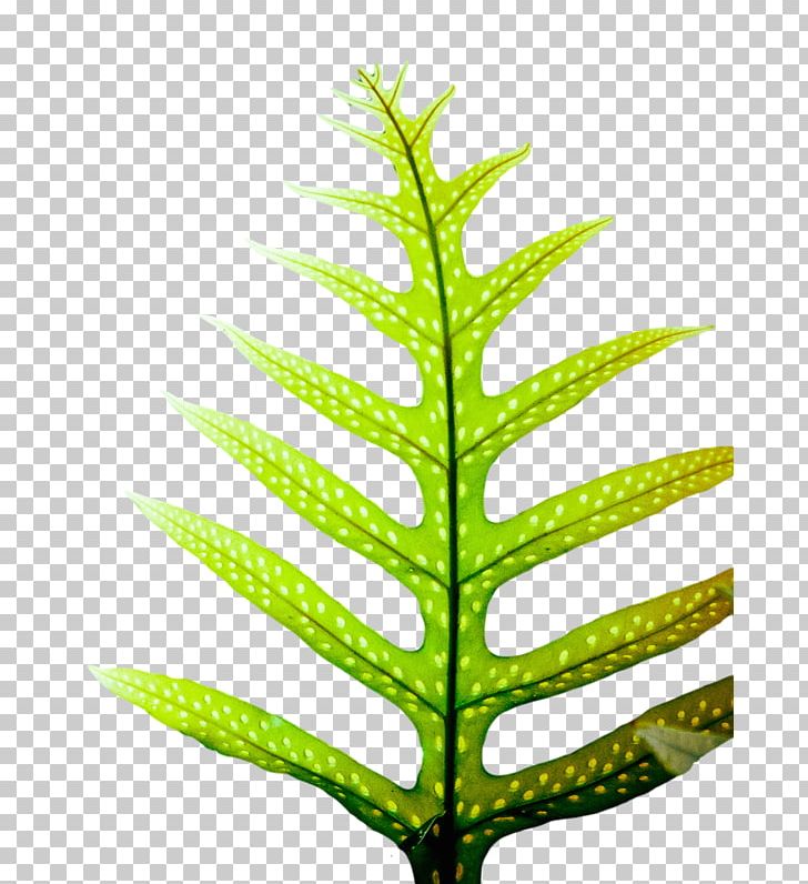 Plant Stem Leaf Fern Vascular Plant Tree PNG, Clipart, Fern, Ferns And Horsetails, Hawaiian Leaf, Leaf, Plant Free PNG Download