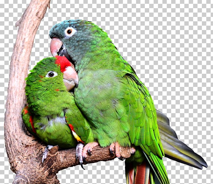 Bird Domestic Canary True Parrot Pet Zebra Finch PNG, Clipart, Animal, Animals, Beak, Bird, Common Pet Parakeet Free PNG Download