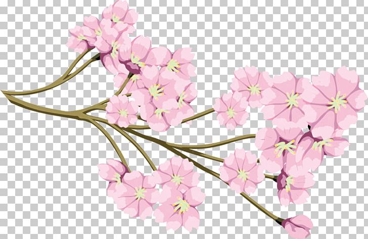 Cherry Blossom 老人保健施設明生苑 Flower 969-1131 PNG, Clipart, Blossom, Branch, Cherry Blossom, Cut Flowers, Flower Free PNG Download