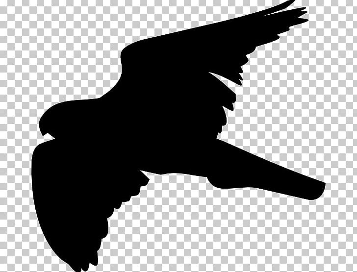 Computer Icons ISO 216 PNG, Clipart, Beak, Bird, Bird Of Prey, Black And White, Computer Icons Free PNG Download