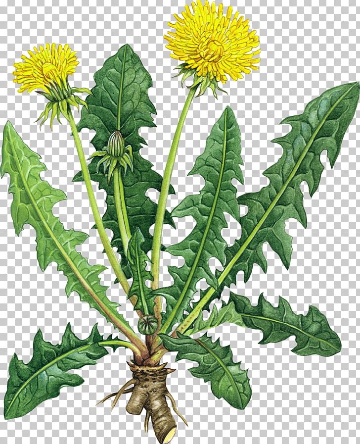 Naturopathy Medicine Alternative Health Services Health Care PNG, Clipart, Common Tansy, Cure, Daisy Family, Dandelion, Disease Free PNG Download
