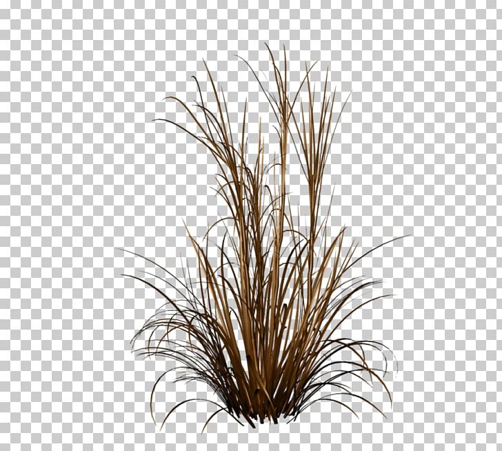 Ornamental Grass Fountain Grass Ornamental Plant PNG, Clipart, Branch, Commodity, Fountain Grass, Fountaingrasses, Grass Free PNG Download