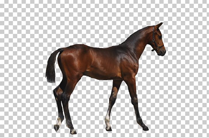 Stallion Foal Mare Colt Mustang PNG, Clipart, American Paint Horse, Animal Figure, Black, Bridle, Chestnut Free PNG Download