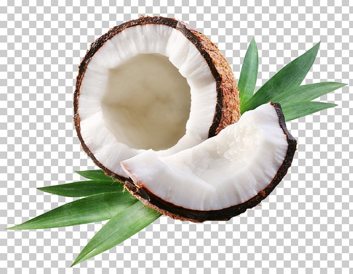 Coconut Water Coconut Milk Coconut Oil Arecaceae PNG, Clipart, Arecaceae, Coconut, Coconut Milk, Coconut Oil, Coconut Water Free PNG Download