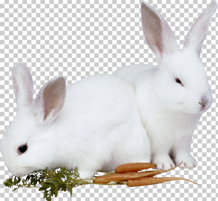 Hare Easter Bunny Rabbit Animal PNG, Clipart, Animal, Animals, Bunny Rabbit, Domestic Rabbit, Download Free PNG Download
