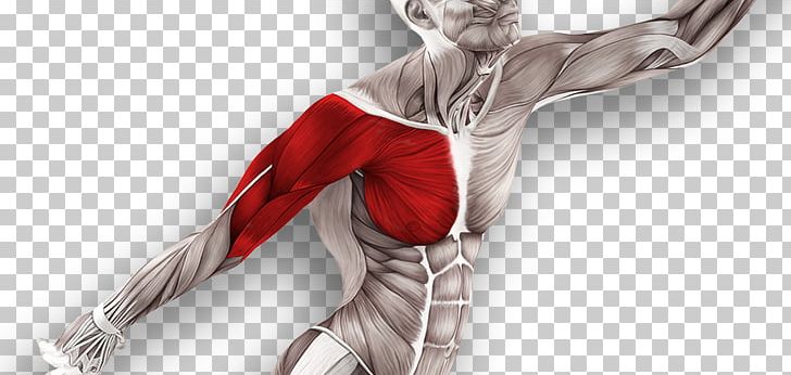 Muscle Tissue Muscular System Technique Anatomy PNG, Clipart, Abdomen, Anatomy, Arm, Cat, Cat Anatomy Free PNG Download