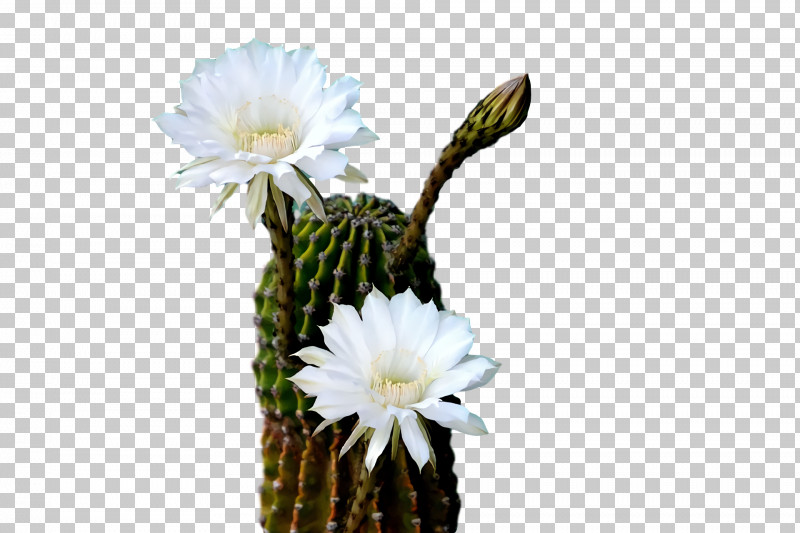 Cactus PNG, Clipart, Biology, Cactus, Echinocereus, Flowerpot, Largeflowered Cactus Free PNG Download