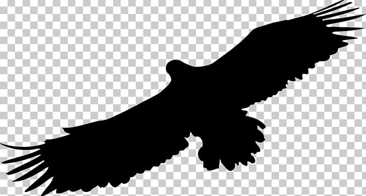 Bird Of Prey Eagle Drawing PNG, Clipart, Accipitriformes, Animals, Animal Silhouettes, Art, Bald Eagle Free PNG Download