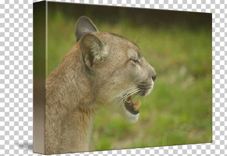 Cougar Lion Whiskers Big Cat PNG, Clipart, Animal, Animals, Big Cat, Big Cats, Carnivoran Free PNG Download