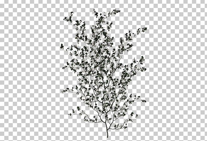 Twig Tree Pine Branch Trunk PNG, Clipart, Branch, Broadleaved Tree, Christmas Tree, Drawing, Fir Free PNG Download