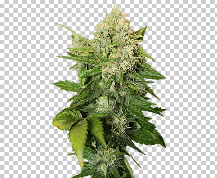 Cannabis Cup Cannabis Tea Cannabis Sativa PNG, Clipart, Autoflowering Cannabis, Cannabis, Cannabis Cultivation, Cannabis Cup, Cannabis Sativa Free PNG Download