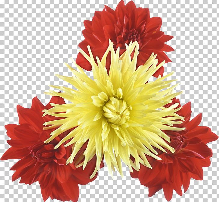 Chrysanthemum Flower Plant PNG, Clipart, Annual Plant, Blanket Flowers, Chamomile, Chrysanthemum, Chrysanths Free PNG Download