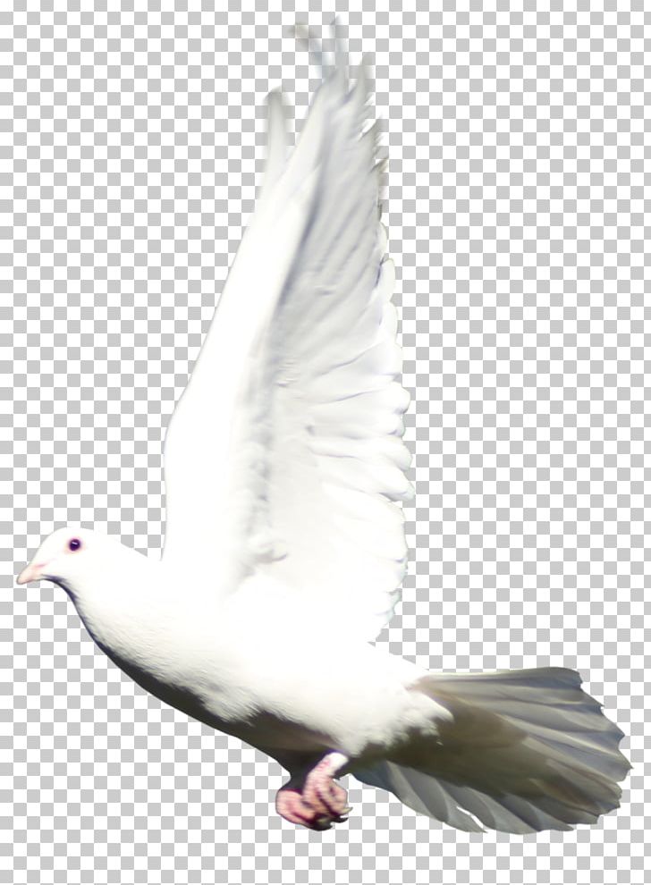 Columbidae Domestic Pigeon Bird Portable Network Graphics PNG, Clipart, Animal, Animals, Beak, Bird, Cartoon Free PNG Download