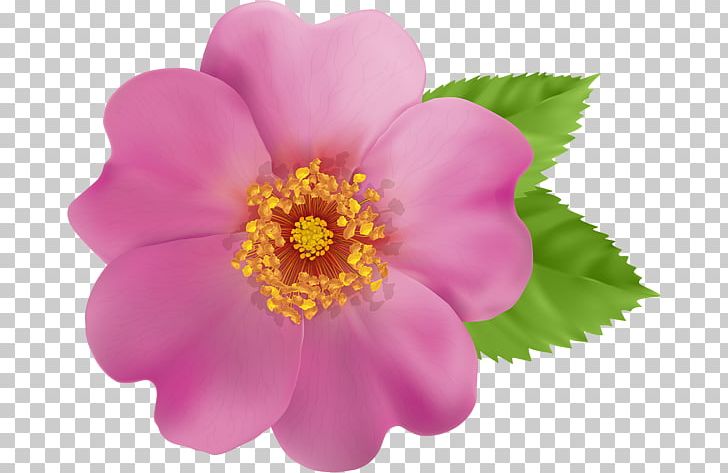 Desktop Rose PNG, Clipart, Animation, Annual Plant, Blossom, Clip, Desktop Wallpaper Free PNG Download