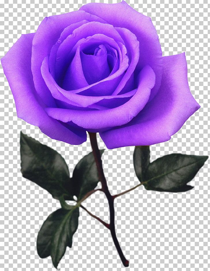 Garden Roses Still Life: Pink Roses Flower Photography PNG, Clipart, Blue, Blue Rose, Blume, Floribunda, Flower Free PNG Download