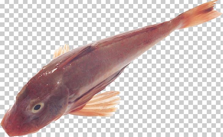 Cod Fish Digital PNG, Clipart, Animals, Animal Source Foods, Bony Fish, Cod, Desktop Wallpaper Free PNG Download