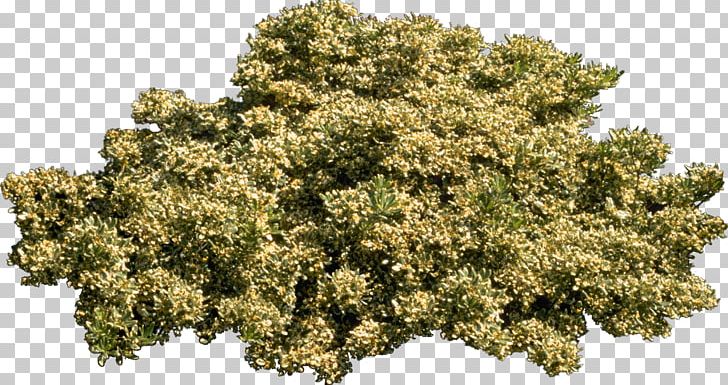 Tree Plant Shrub PNG, Clipart, Bushes, Deciduous, Fukei, Garden, Green Free PNG Download