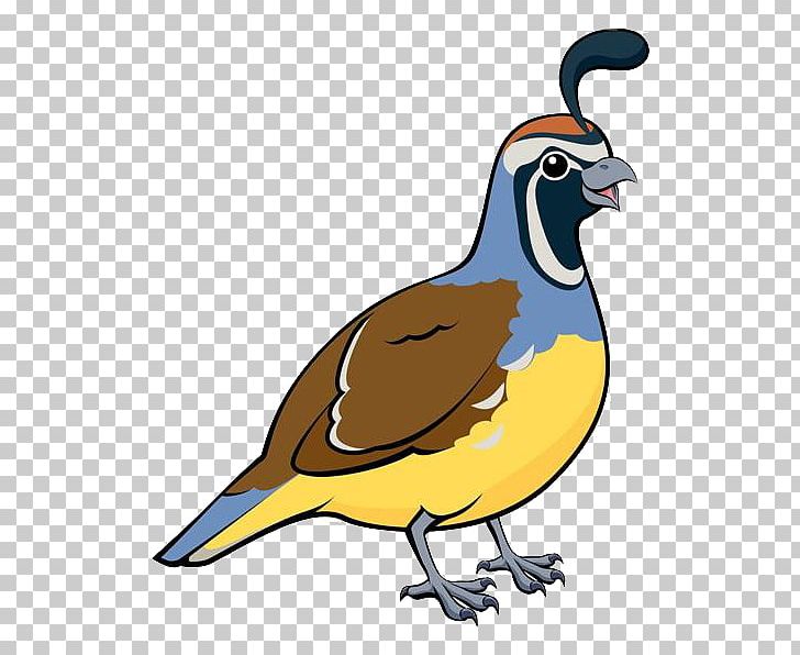 Common Quail Harlequin Quail California Quail PNG, Clipart, Animals, Balloon Cartoon, Beak, Bird, Bird Cage Free PNG Download