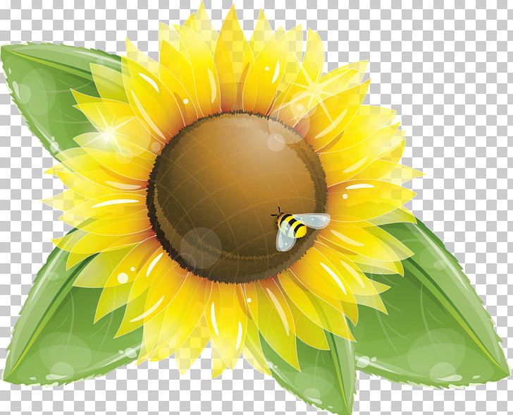 Common Sunflower Sunflower Seed PNG, Clipart, Closeup, Common Sunflower, Daisy Family, Encapsulated Postscript, Flower Free PNG Download