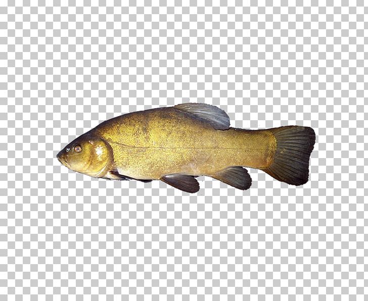 Goldfish Common Carp Tench PNG, Clipart, Animals, Barramundi, Bony Fish, Carassius, Carp Free PNG Download