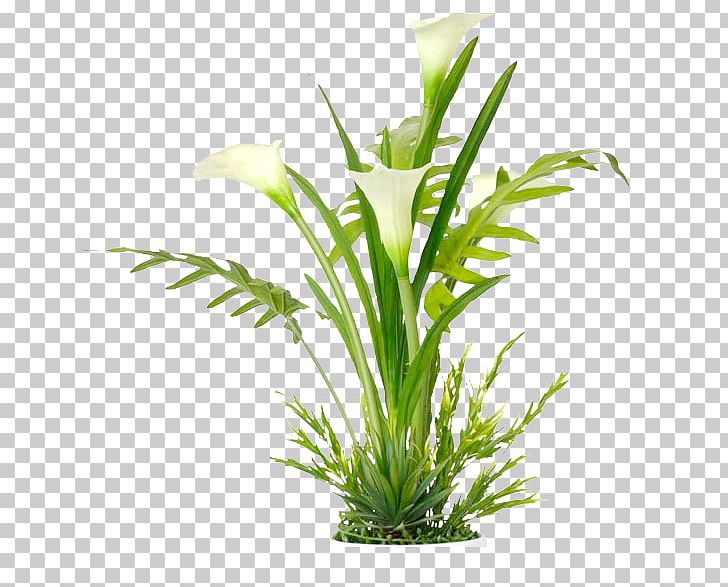 Window Arum-lily Curtain Poster PNG, Clipart, Aquarium Decor, Arumlily, Banner, Blue, Calla Free PNG Download