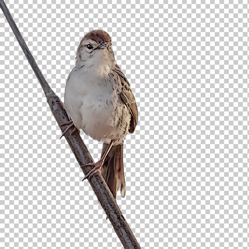 Bird PNG, Clipart, Beak, Bird, Emberizidae, Field Sparrow, House Sparrow Free PNG Download