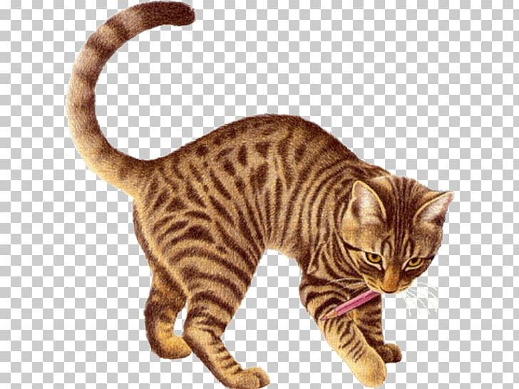 Animated Film Name Giphy PNG, Clipart, American Shorthair, Animaatio, Animated Film, Carnivoran, Cat Like Mammal Free PNG Download