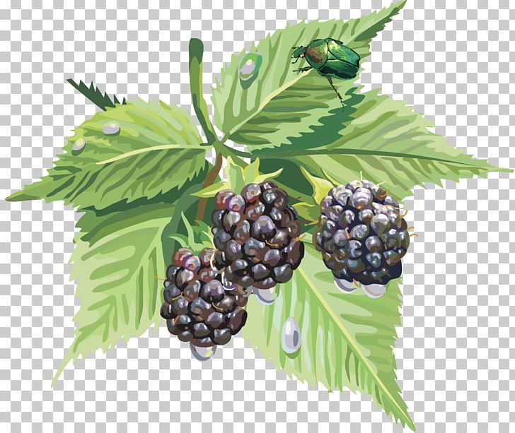 Blackberry Blueberry PNG, Clipart, Berry, Bilberry, Blackberry, Blueberry, Boysenberry Free PNG Download