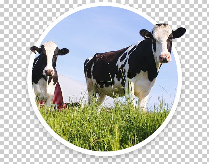 Dairy Cattle Health Enhancement Products PNG, Clipart, Animal, Art, Calf, Cattle, Cattle Like Mammal Free PNG Download