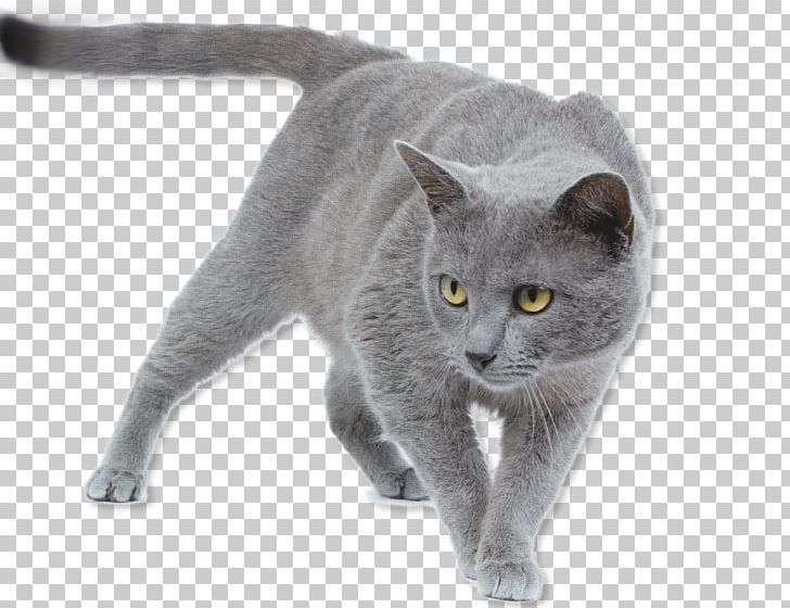 Korat Chartreux British Shorthair Russian Blue Burmese Cat PNG, Clipart, Animal, Asian, Burmese, Carnivoran, Cat Free PNG Download